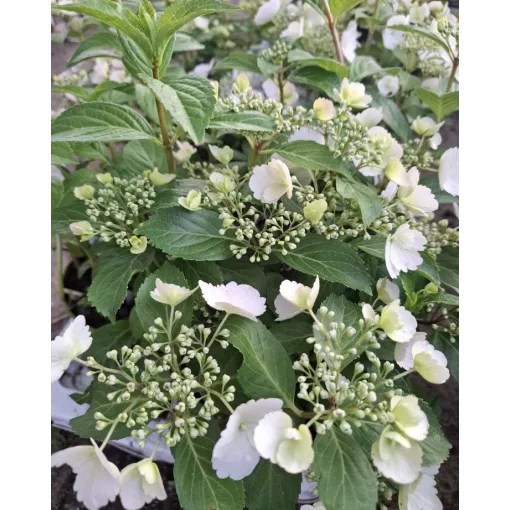 Hydrangea Runaway Bride