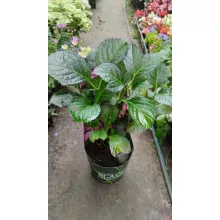 Hydrangea macrophylla Black Diamonds Dark Angel Purple (p17) - Kerti hortenzia