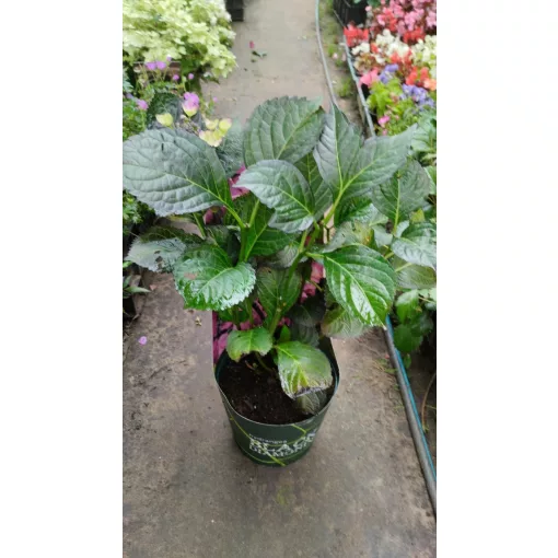 Hydrangea macrophylla Black Diamonds Dark Angel Purple (p17) - Kerti hortenzia