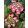 Hydrangea macrophylla Black Diamonds Dark Angel Red (p17) - Kerti hortenzia
