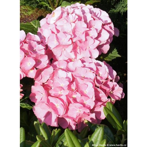 Hydrangea macrophylla Forever&Ever Pink