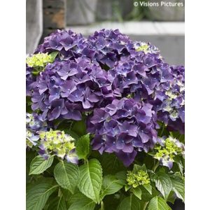 Hydrangea macrophylla Forever&Ever Purple