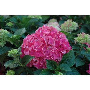 Hydrangea macrophylla Forever&Ever Red