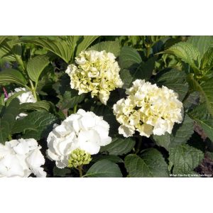 Hydrangea macrophylla Forever&Ever White