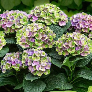 Hydrangea macrophylla Magical Jewel Blue