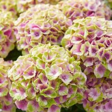 Hydrangea macrophylla Magical Jewel Pink - Kerti hortenzia