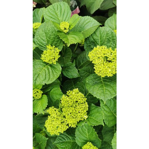 Hydrangea macrophylla Magical Jewel Pink - Kerti hortenzia