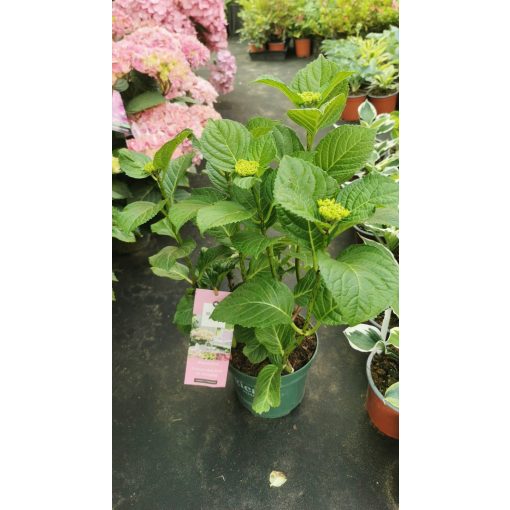 Hydrangea macrophylla Magical Jewel Pink - Kerti hortenzia