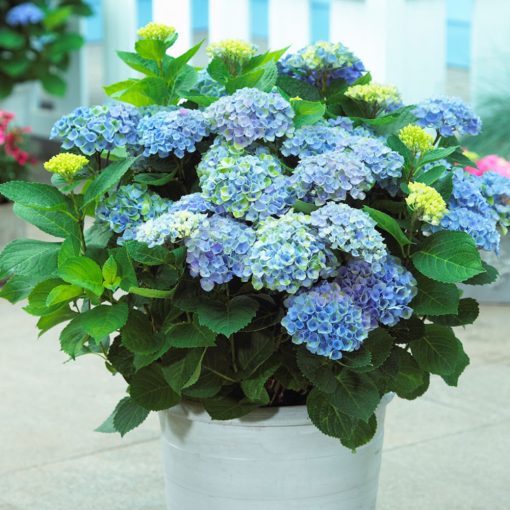 Hydrangea macrophylla Magical Revolution Blue