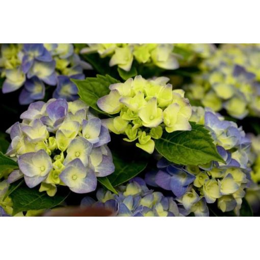 Hydrangea macrophylla Music Collection Boogiewoogie