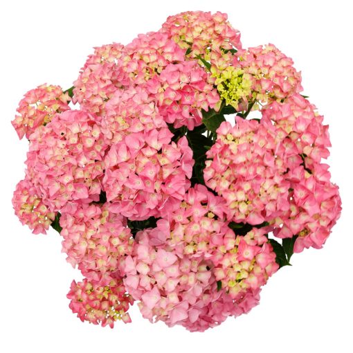 Hydrangea macrophylla Music Collection Pink Punk