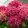 Hydrangea macrophylla Music Collection Red Reggae