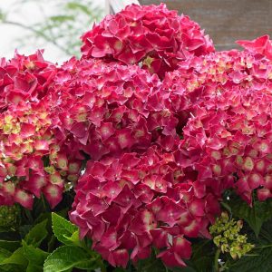 Hydrangea macrophylla Music Collection Red Reggae