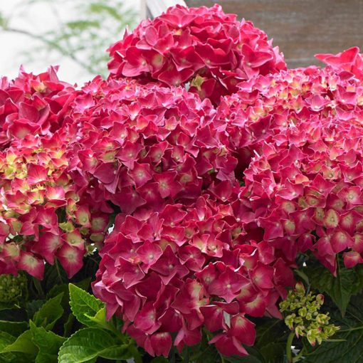 Hydrangea macrophylla Music Collection Red Reggae