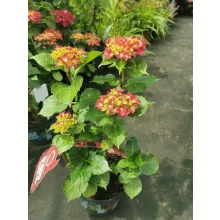 Hydrangea macrophylla Music Collection Red Reggae