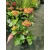 Hydrangea macrophylla Music Collection Red Reggae