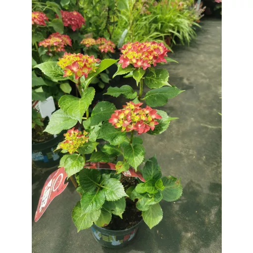 Hydrangea macrophylla Music Collection Red Reggae