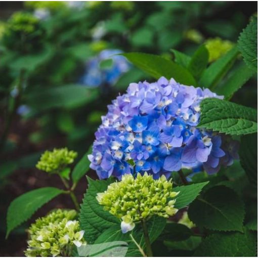 Hydrangea macrophylla Endless Summer Original Blue