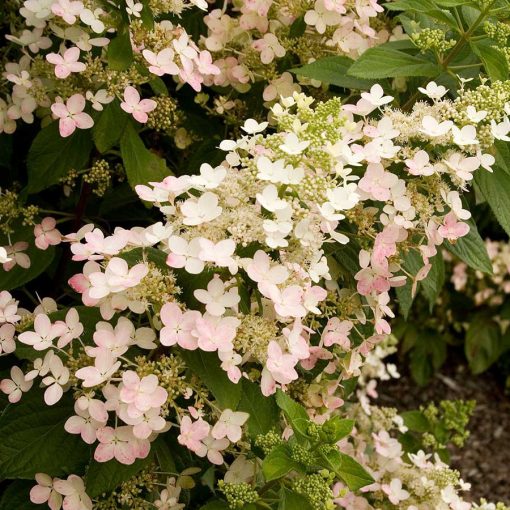 Hydrangea paniculata Angels Blush