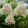 Hydrangea paniculata Living Sugar Rush - Bugás hortenzia