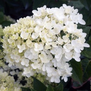 Hydrangea paniculata Bombshell