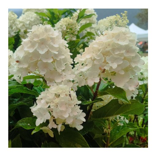 Hydrangea paniculata Living Sugar Rush - Bugás hortenzia