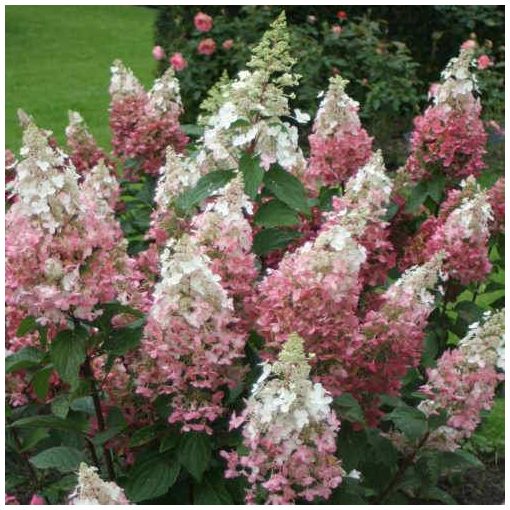 Hydrangea paniculata Candlelight