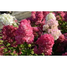 Hydrangea paniculata Diamond Rouge