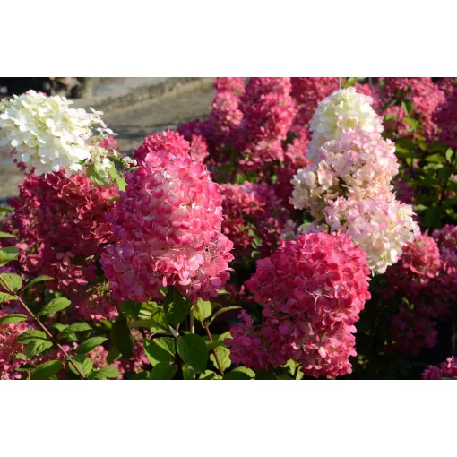 Hydrangea paniculata Diamond Rouge