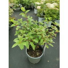 Hydrangea paniculata Diamond Rouge