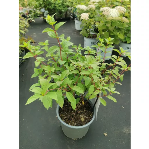 Hydrangea paniculata Diamond Rouge