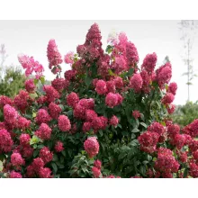 Hydrangea paniculata Firelight