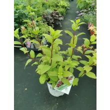 Hydrangea paniculata Firelight
