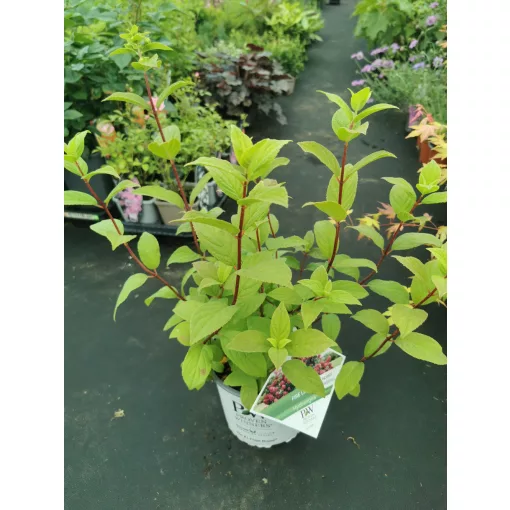 Hydrangea paniculata Firelight