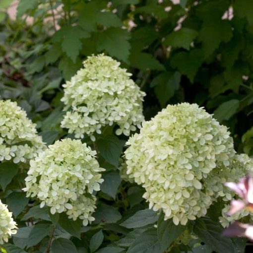 Hydrangea paniculata Jane Little Lime