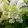 Hydrangea paniculata Limelight