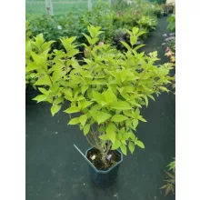 Hydrangea paniculata Limelight