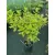 Hydrangea paniculata Limelight