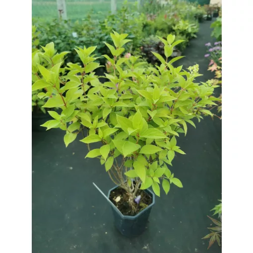 Hydrangea paniculata Limelight