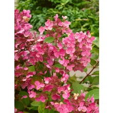 Hydrangea paniculata Living Infinity