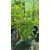 Hydrangea paniculata Living Infinity