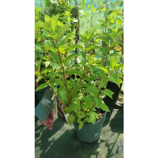 Hydrangea paniculata Living Infinity