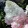 Hydrangea paniculata Magical Andes