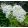 Hydrangea paniculata Phantom (p12) - Bugás hortenzia
