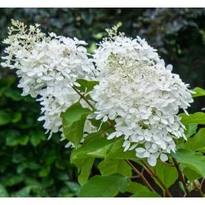 Hydrangea paniculata Phantom (p17) - Bugás hortenzia