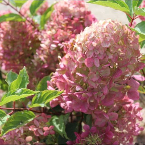 Hydrangea paniculata Phantom