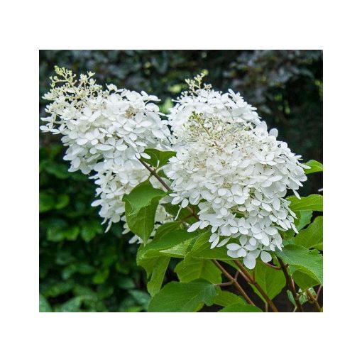 Hydrangea paniculata Phantom (p12) - Bugás hortenzia