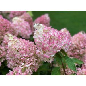 Hydrangea paniculata Pikachu