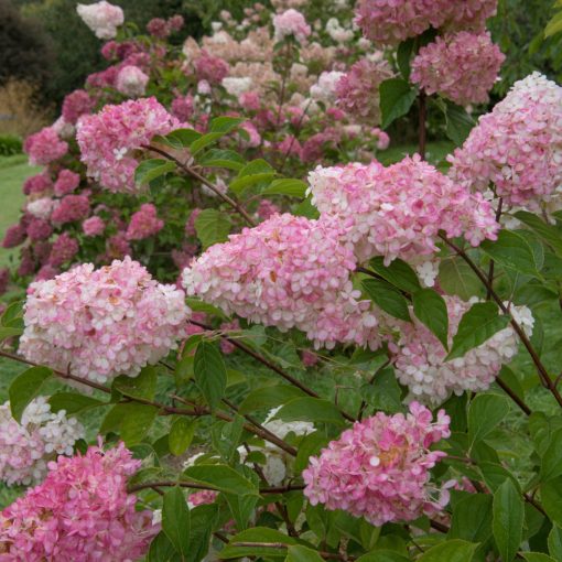 Hydrangea paniculata Pinklight