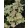 Hydrangea paniculata Switch Ophelia